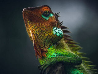 Vivid glowing skin of a beautiful reptile, put arms around a woo
