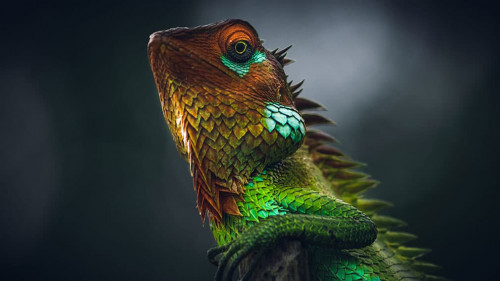 Vivid glowing skin of a beautiful reptile, put arms around a woo