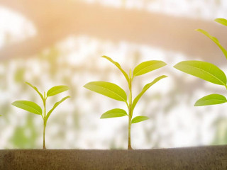 Green plant growing growth in sunshine lighting and natural tree bokeh background. Ecology business increase financial progress concept. Earth Day
