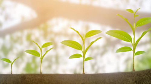 Green plant growing growth in sunshine lighting and natural tree bokeh background. Ecology business increase financial progress concept. Earth Day