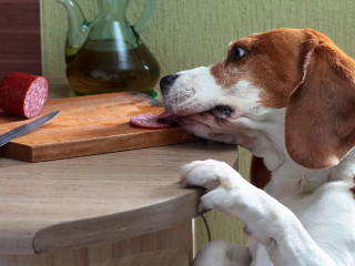 Cute Beagle eats smoked sausage.