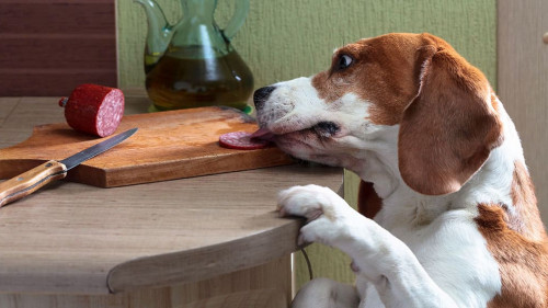 Cute Beagle eats smoked sausage.