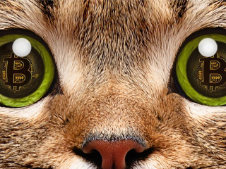 Portrait of a cat closeup, in whose eyes a symbol of bitcoin, el