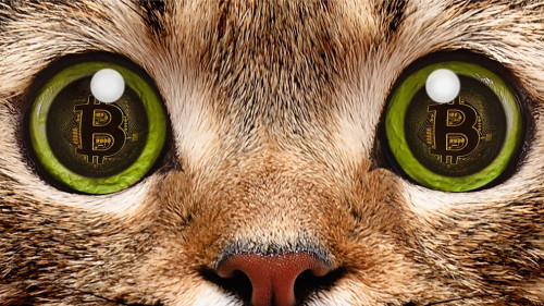 Portrait of a cat closeup, in whose eyes a symbol of bitcoin, el