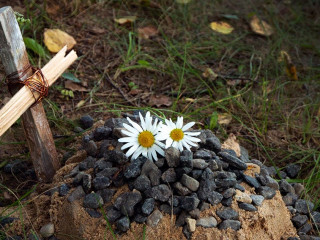 the grave of the family's beloved pet, a sand mound and a hand-made wooden cross, a couple of daisies