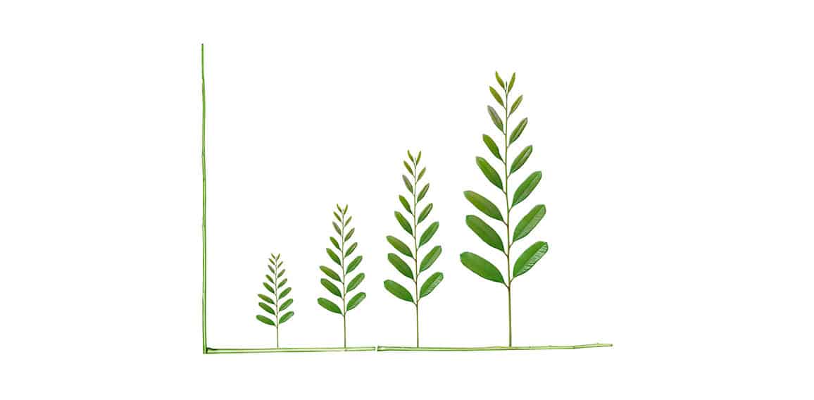 Tree leaves arranged as a green graph / csr / sustainable develo
