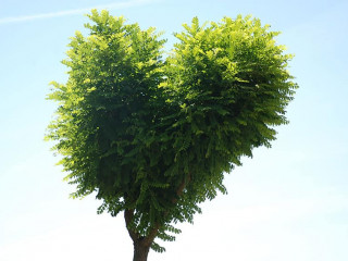 Mother Nature's Heart