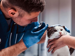 Male veterinarian examining cat ear infection with an otoscope in a vet clinic.