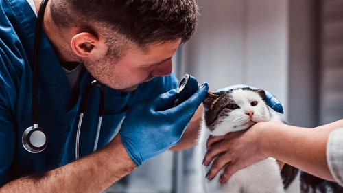Male veterinarian examining cat ear infection with an otoscope in a vet clinic.
