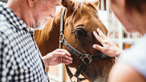 A close-up of senior couple petting a horse.