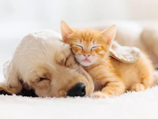 Cat and dog sleeping. Puppy and kitten sleep.