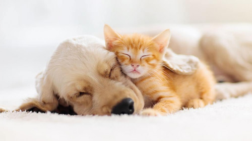 Cat and dog sleeping. Puppy and kitten sleep.