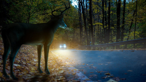 Auto-Wild-391103147-AS-Mediaparts