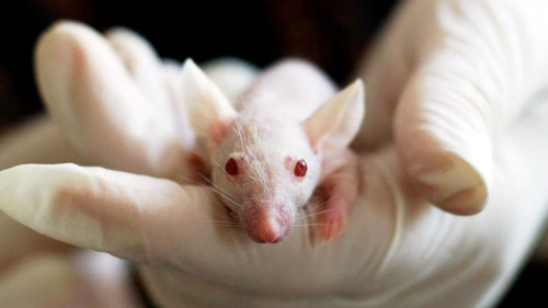 Handschuhe-Maus-1554745-PB-tiburi