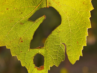 Blatt-Fragezeichen-459776763-AS-hyper