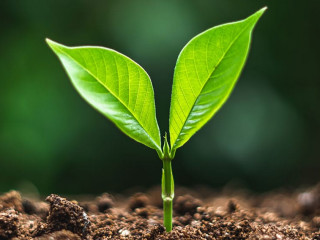 plant tree in neutral background Close-Up Of Fresh Green Plant
