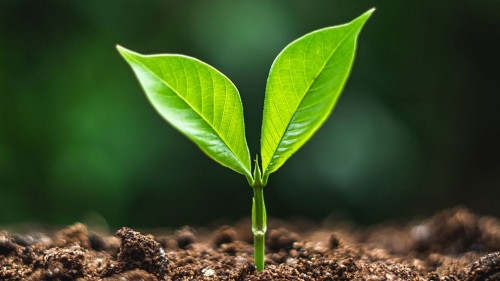 plant tree in neutral background Close-Up Of Fresh Green Plant