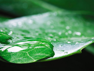 Macro water drop of dew on Monstera deliciosa or Swiss cheese pl