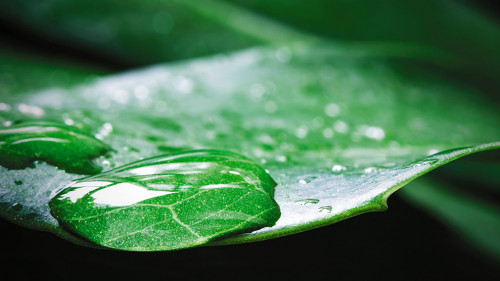 Macro water drop of dew on Monstera deliciosa or Swiss cheese pl