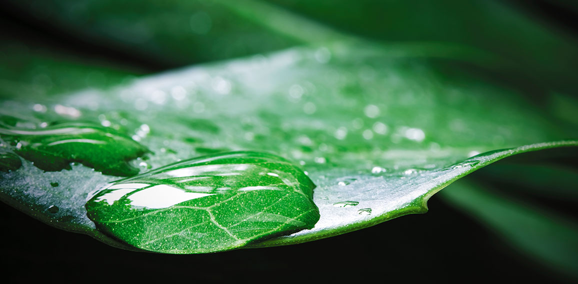 Macro water drop of dew on Monstera deliciosa or Swiss cheese pl