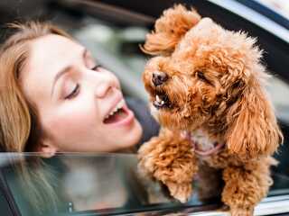 Frau-Auto-Hund-286138351-AS-Halfpoint