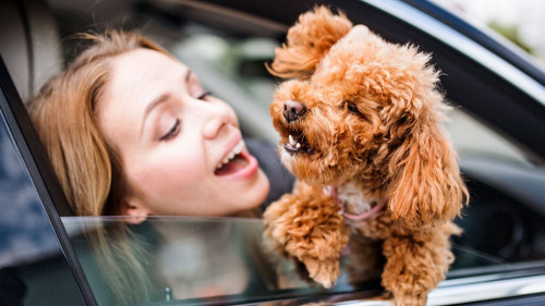 Frau-Auto-Hund-286138351-AS-Halfpoint