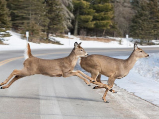 Wild-Straße-50129935-AS-FiledIMAGE