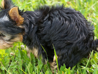 Hund-loest-1543294-PB-Pezibear