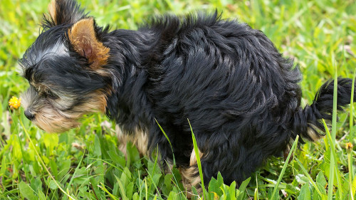 Hund-loest-1543294-PB-Pezibear