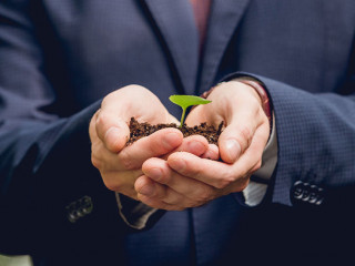 cropped view of businessman in suit holding green sprout and gro