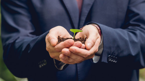 cropped view of businessman in suit holding green sprout and gro