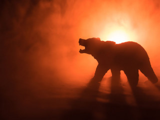 Angry bear behind the fire cloudy sky. The silhouette of a bear in foggy forest dark background. Selective focus