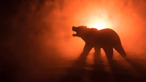 Angry bear behind the fire cloudy sky. The silhouette of a bear in foggy forest dark background. Selective focus