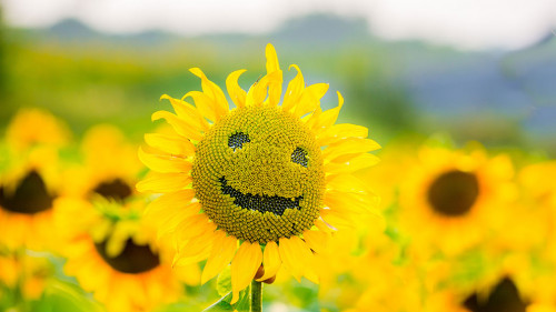 Smiling sunflower in summer