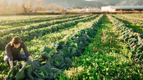 Frau-Feld-338682011-AS-eldarnurkovic