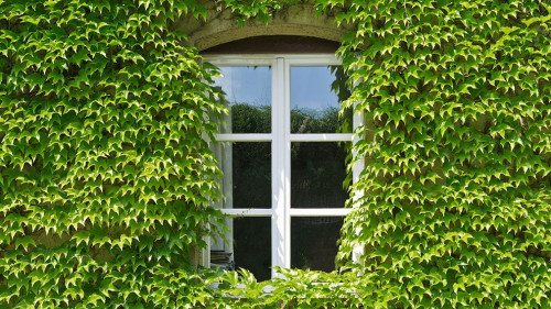 Haus-Efeu-32479346-AS-eyetronic