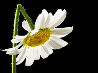 Gaensebluemchen-gebrochen-65287775-AS-Gajus