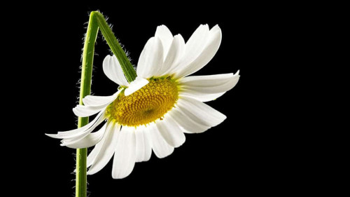 Gaensebluemchen-gebrochen-65287775-AS-Gajus