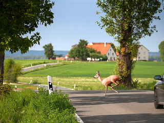 Wildwechsel