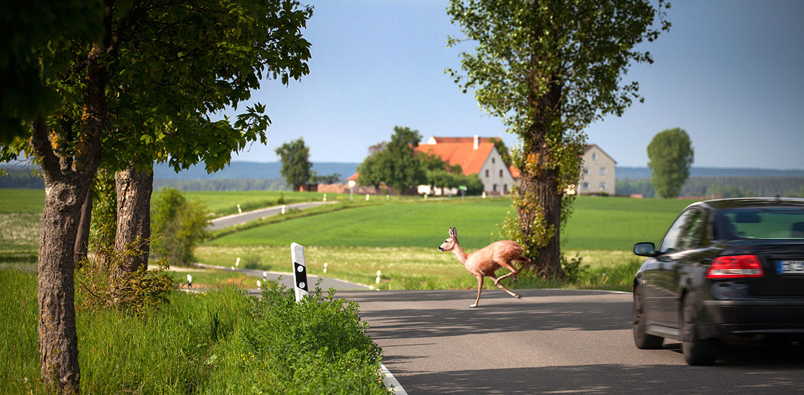 Wildwechsel