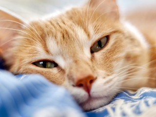 sick cat,blonde tabby cat unhappy