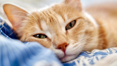 sick cat,blonde tabby cat unhappy