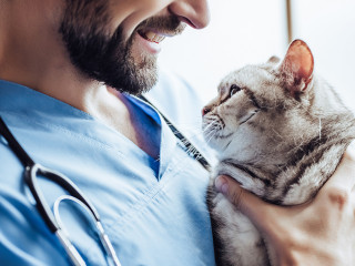 Doctor veterinarian at clinic