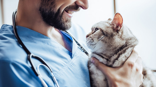 Doctor veterinarian at clinic