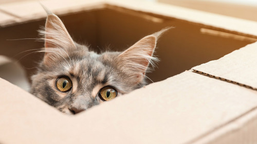 Adorable Maine Coon cat looking out through hole in cardboard bo