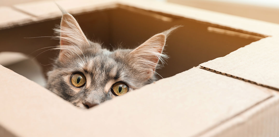 Adorable Maine Coon cat looking out through hole in cardboard bo