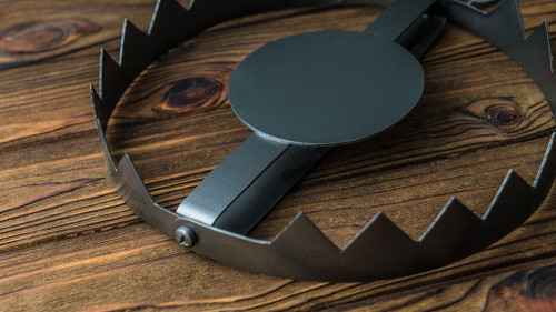 A big trap on a bear. on a wooden background.