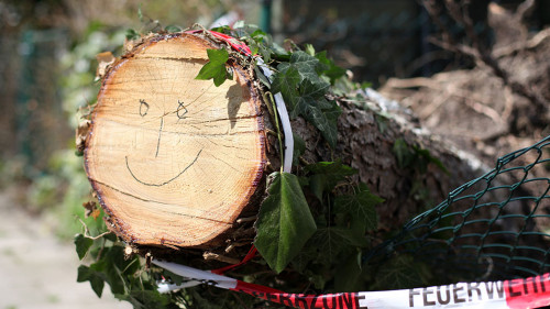Sturmschäden umgefallener Baum