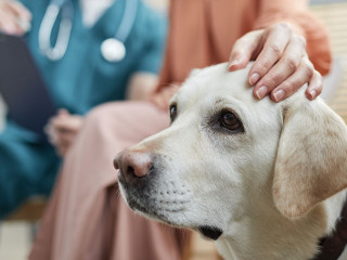 Woman Stroking Dog at Vet Clinic