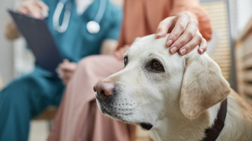 Woman Stroking Dog at Vet Clinic